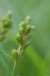 Blunt broom sedge